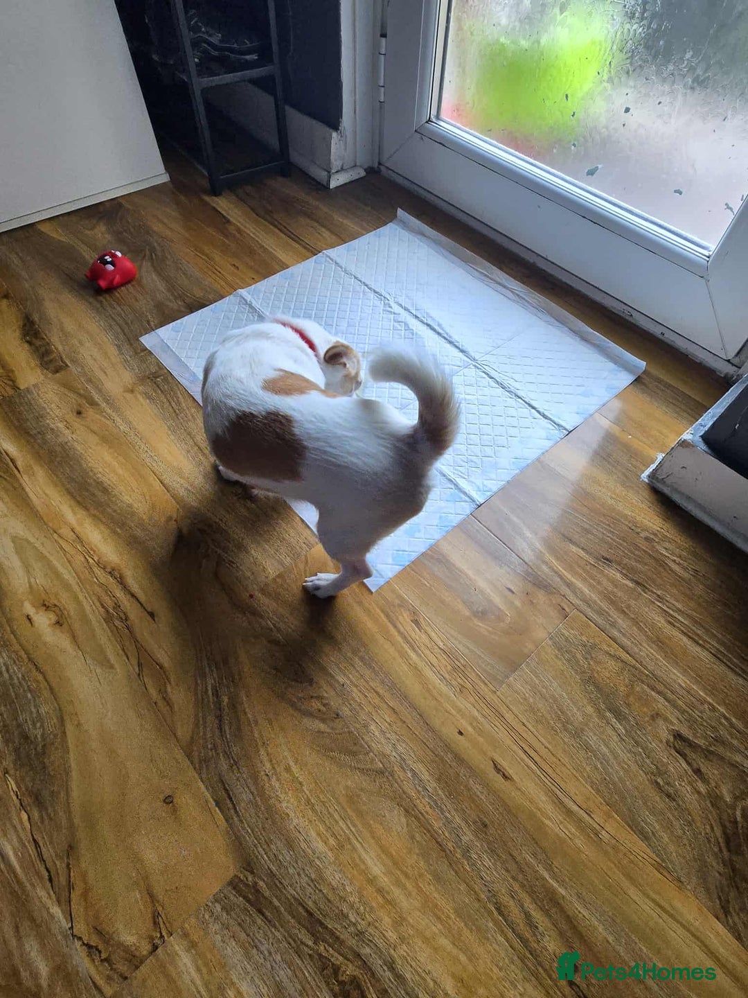 Chihuahua dogs for sale: Selling chihuahua  - Image 6