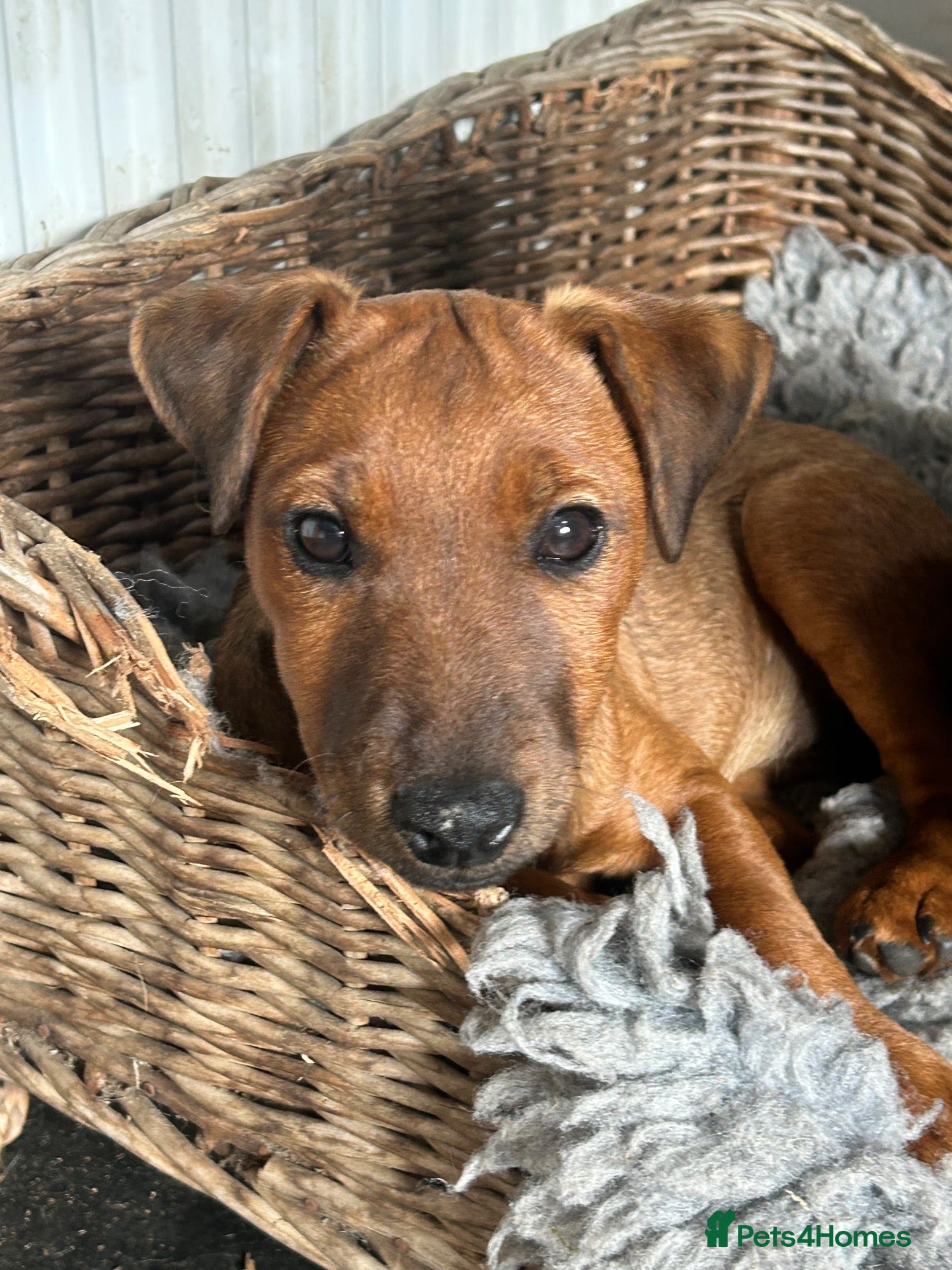 Lakeland Terrier dogs Lakeland bitch for sale  - Advert 2