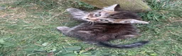 Mixed Breed cats for sale: Gorgeous kittens for sale ready now.  - Advert 8