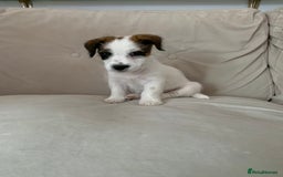Jack Russell dogs for sale: KC Jack Russell Puppies - One Boy Left! - Image 13