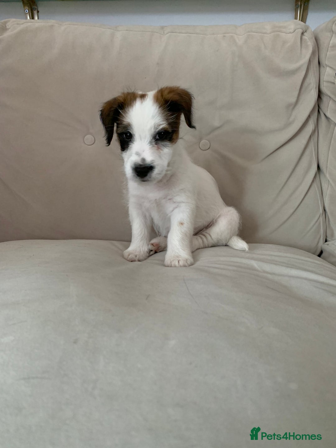 Jack Russell dogs for sale: KC Jack Russell Puppies - One Boy Left! - Image 13