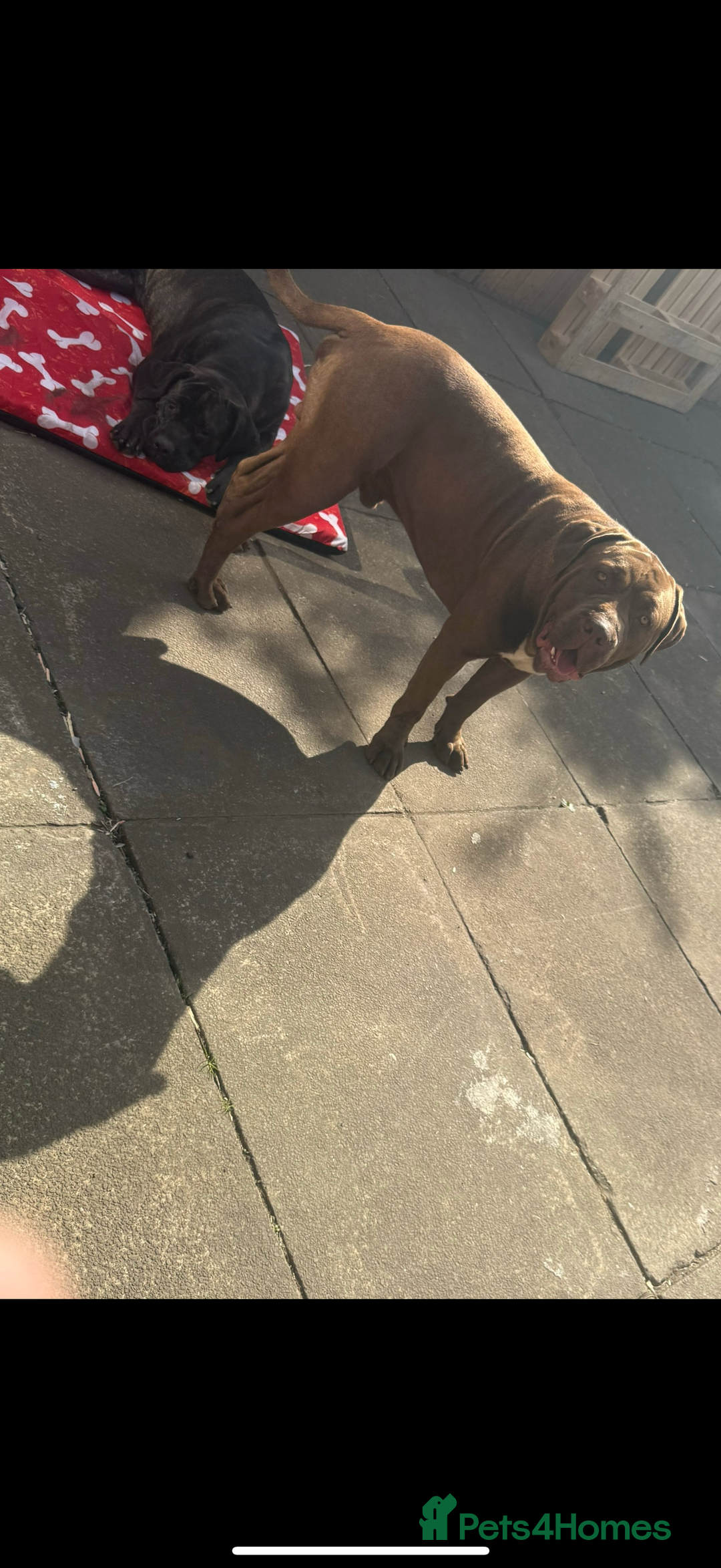 Cane Corso dogs for sale: Cane corso mix bandogge mastiff - Image 6