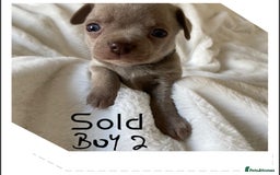 Chihuahua dogs for sale: Beautiful Chihuahua Puppies 3Girls 2Boys  in Bolton - Image 11