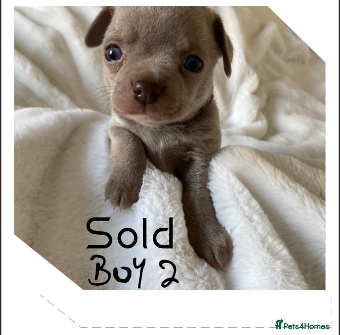 Chihuahua dogs for sale: Beautiful Chihuahua Puppies 3Girls 2Boys  in Bolton - Image 11