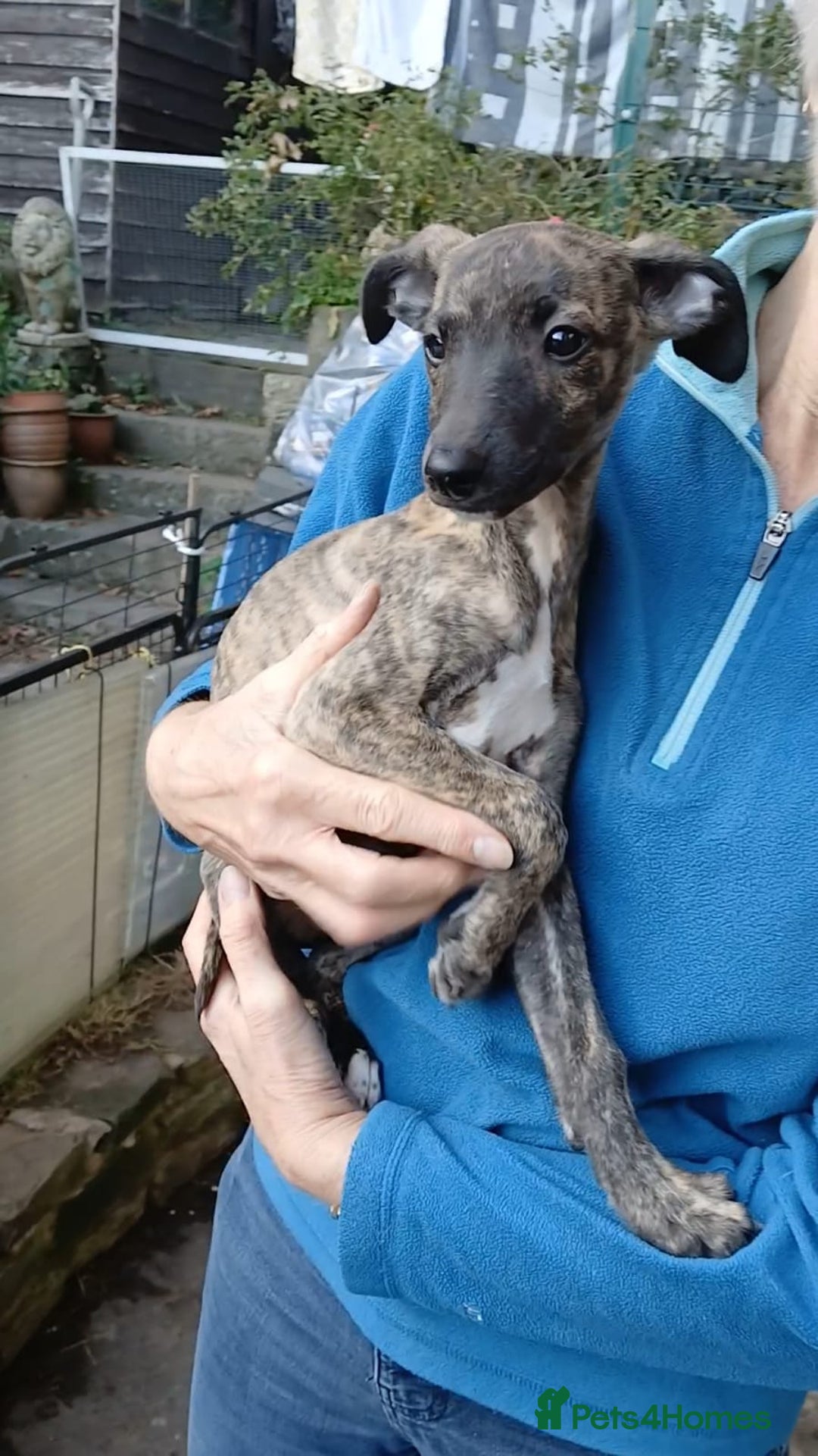 Whippet dogs for sale: 5 glorious KC boys ready now. KC Sire heart tested - Advert 3