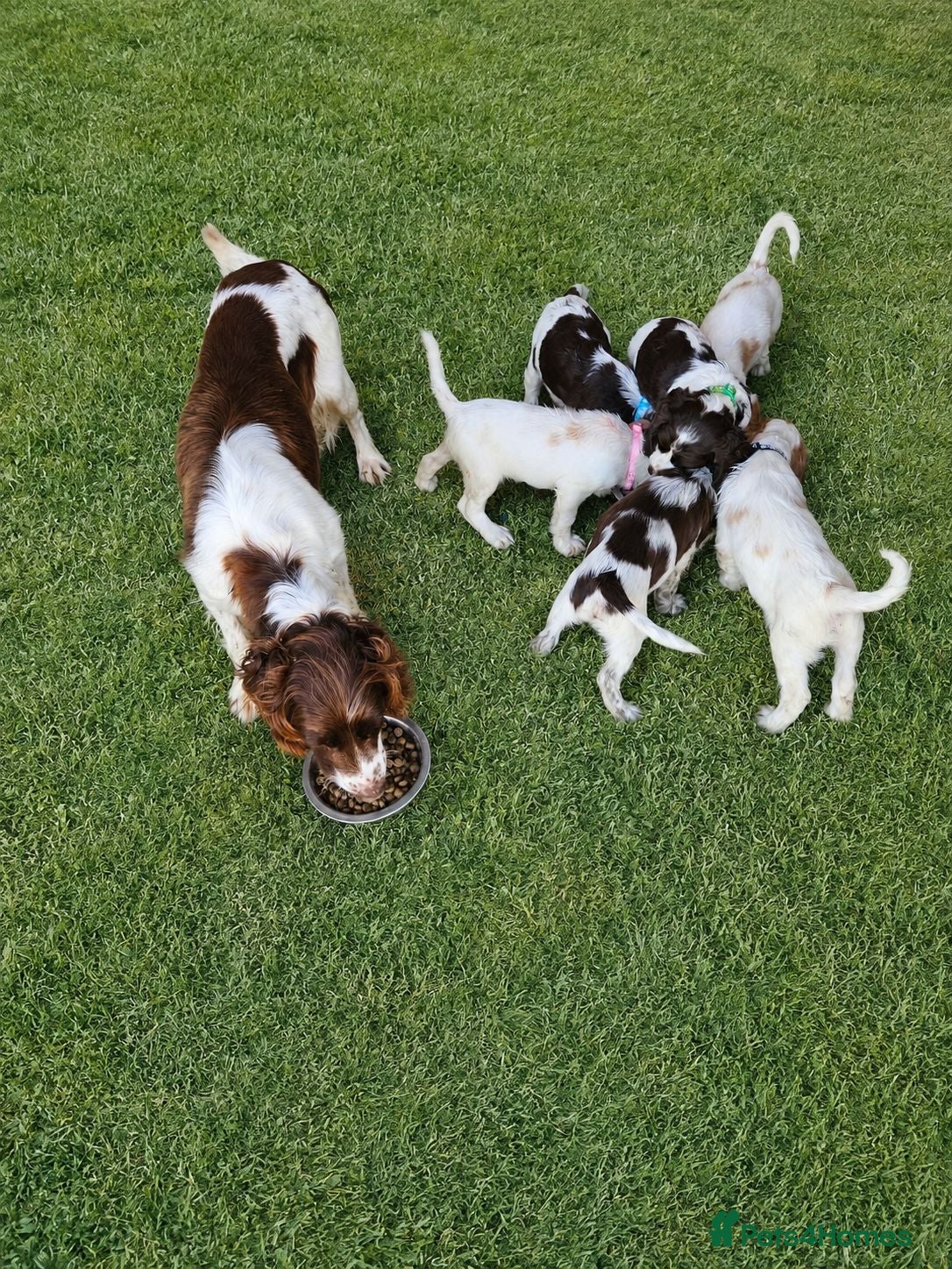 Cocker Spaniel dogs Cocker spaniel puppys - Advert 6