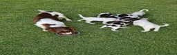 Cocker Spaniel dogs for sale: Cocker spaniel puppys - Advert 3