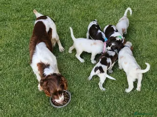Cocker Spaniel dogs Cocker spaniel puppys - Advert 6