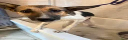 Mixed Breed dogs for adoption: Enid - Norwich Norfolk  - Advert 8