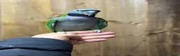Parakeets birds for sale: Lord darbyan - Advert 5