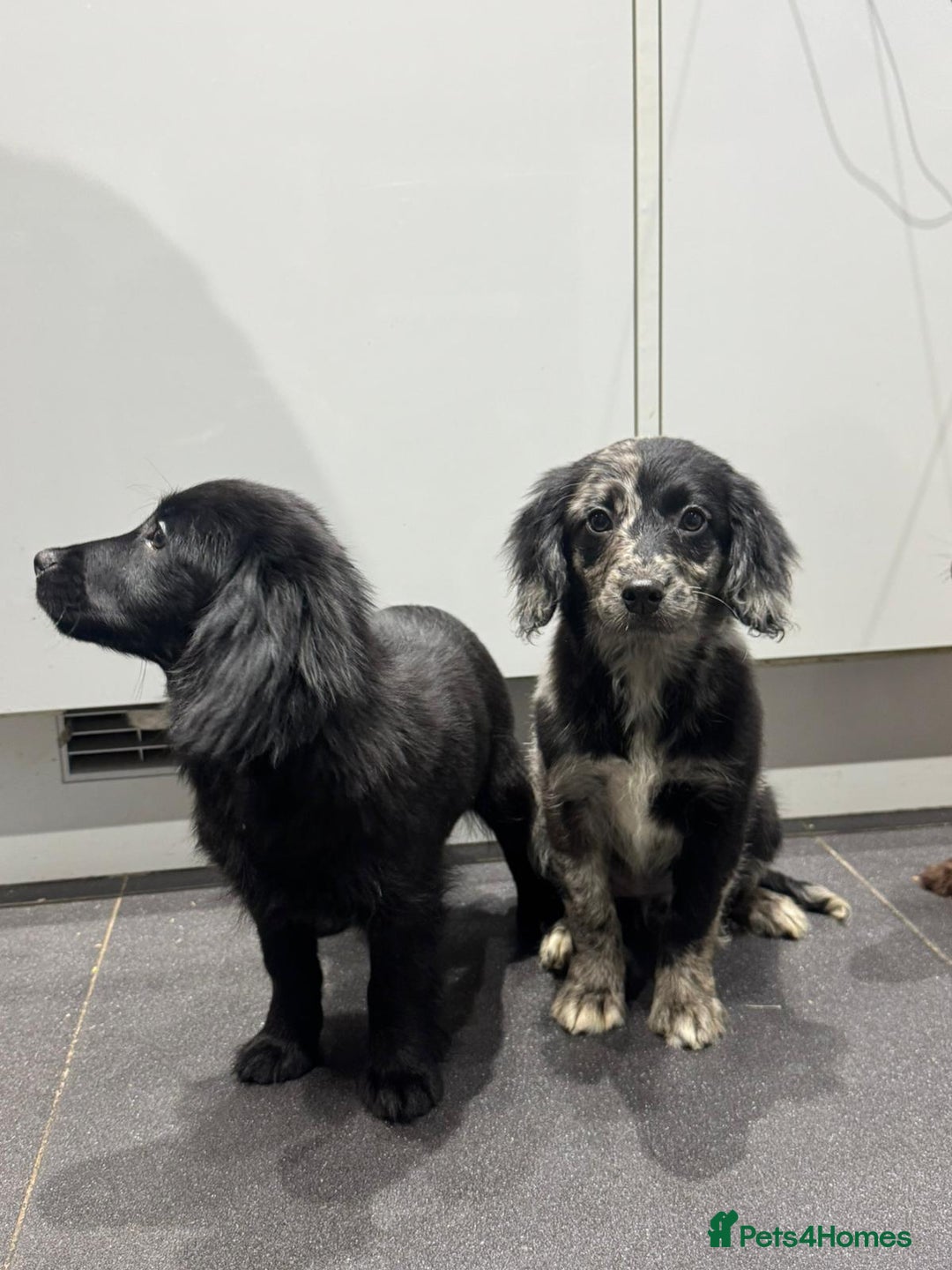 Cockapoo dogs for sale: Silver merle cockapoo puppies  - Advert 7