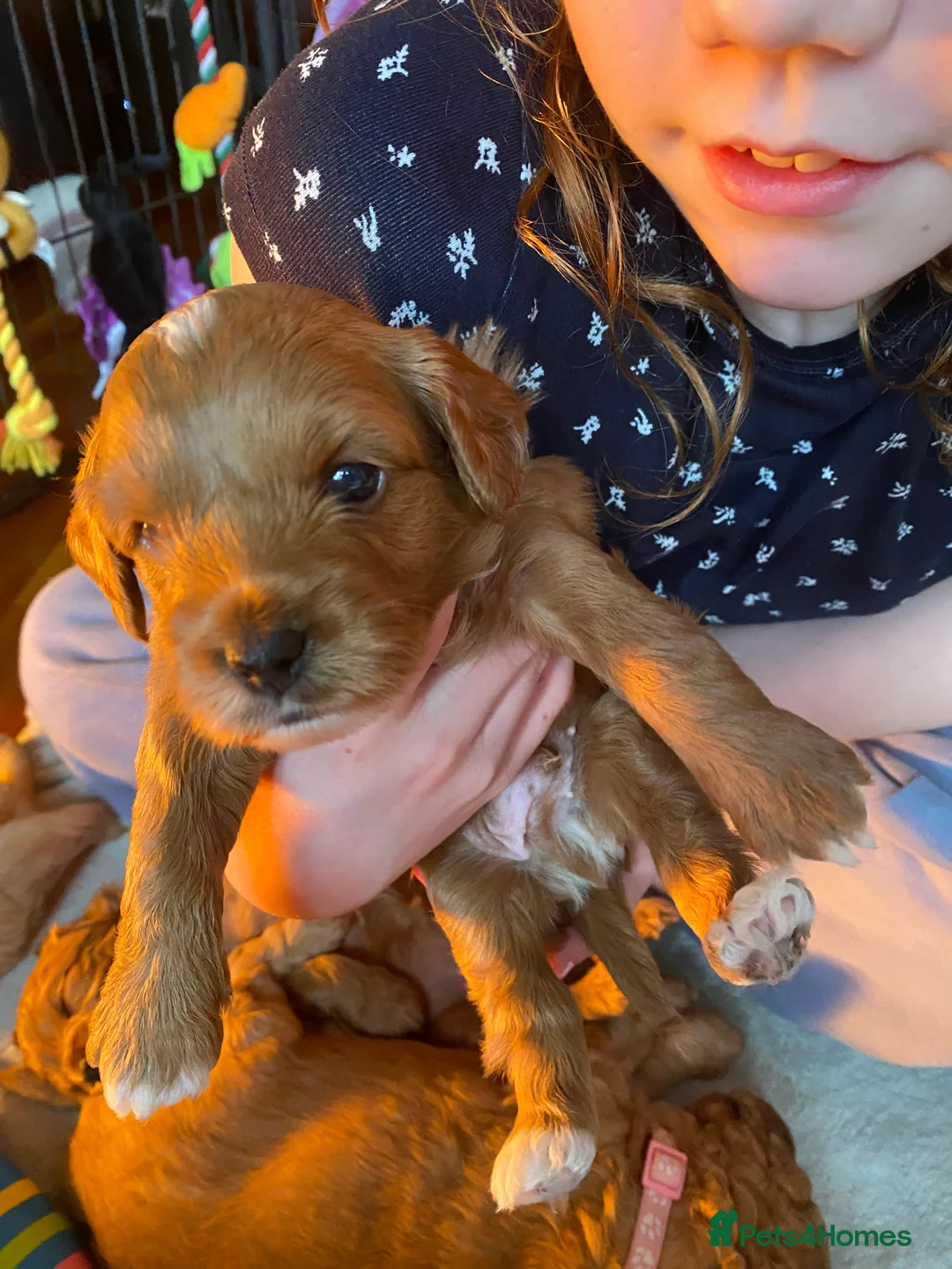 Mixed Breed dogs for sale: Beautiful Cavacockapoo puppies, only two left!  - Advert 4