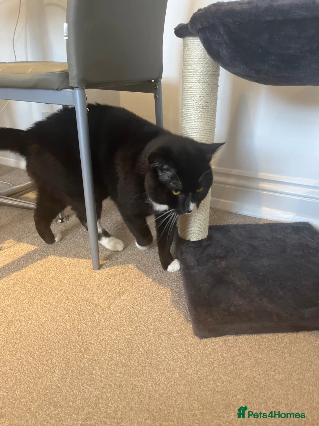 British Shorthair cats for sale: 1 year old male in Newbury - Advert 2