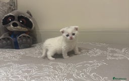 Scottish Fold cats for sale: Scottish Fold White Kittens - Image 3