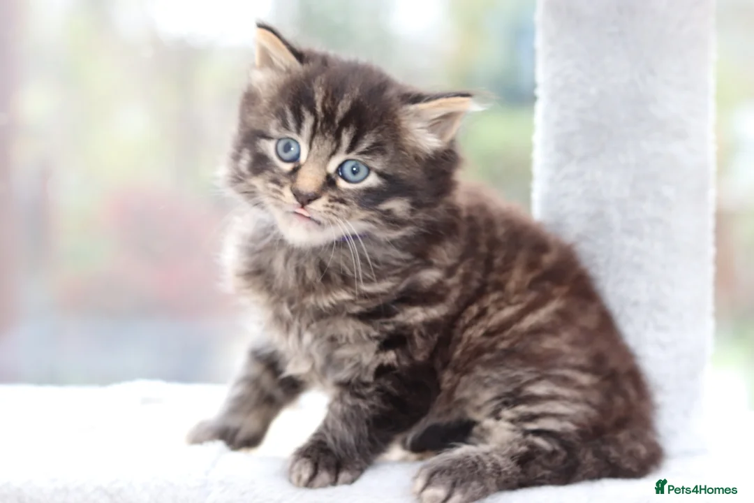 Mixed Breed cats for sale: Adorable Kittens - Advert 11