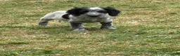 Cocker Spaniel dogs for sale: Spaniel pups  - Advert 5