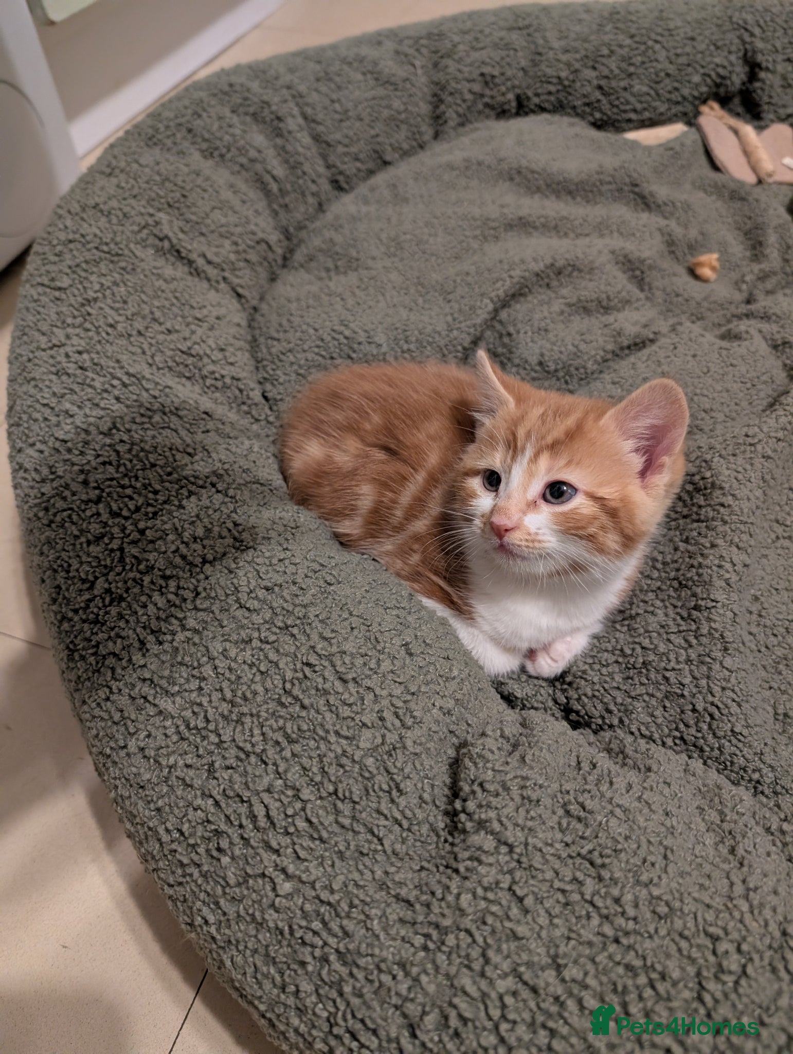 Mixed Breed cats *One boy available* Beautiful happy healthy kitten - Advert 19