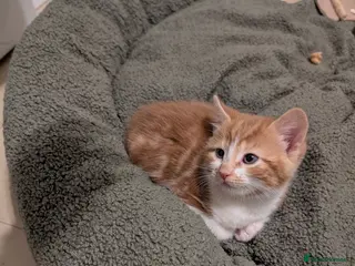 Mixed Breed cats *One boy available* Beautiful happy healthy kitten - Advert 19