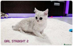 Scottish Fold cats for sale: Scottish Fold Kittens ( Delivery  available) - Image 12