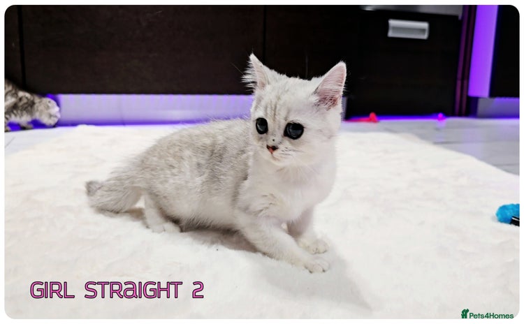 Scottish Fold cats - Advert 3