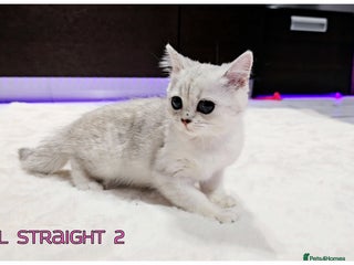 Scottish Fold cats for sale - Advert 4