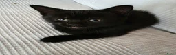 Mixed Breed cats for sale: Black Kitten - Advert 9