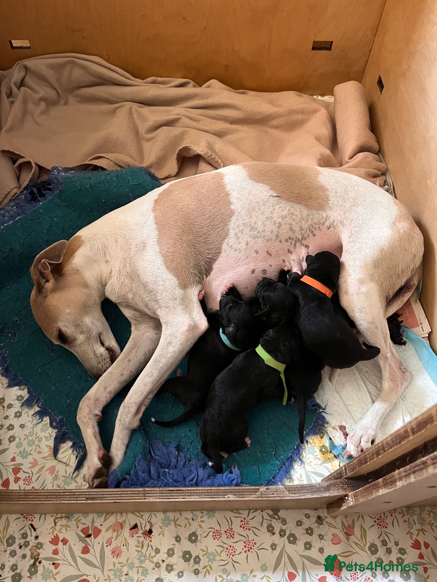 Mixed Breed dogs Bedlington X Whippet (Whiplingtons) - Advert 7