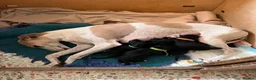 Mixed Breed dogs for sale: Bedlington X Whippet (Whiplingtons) - Advert 1