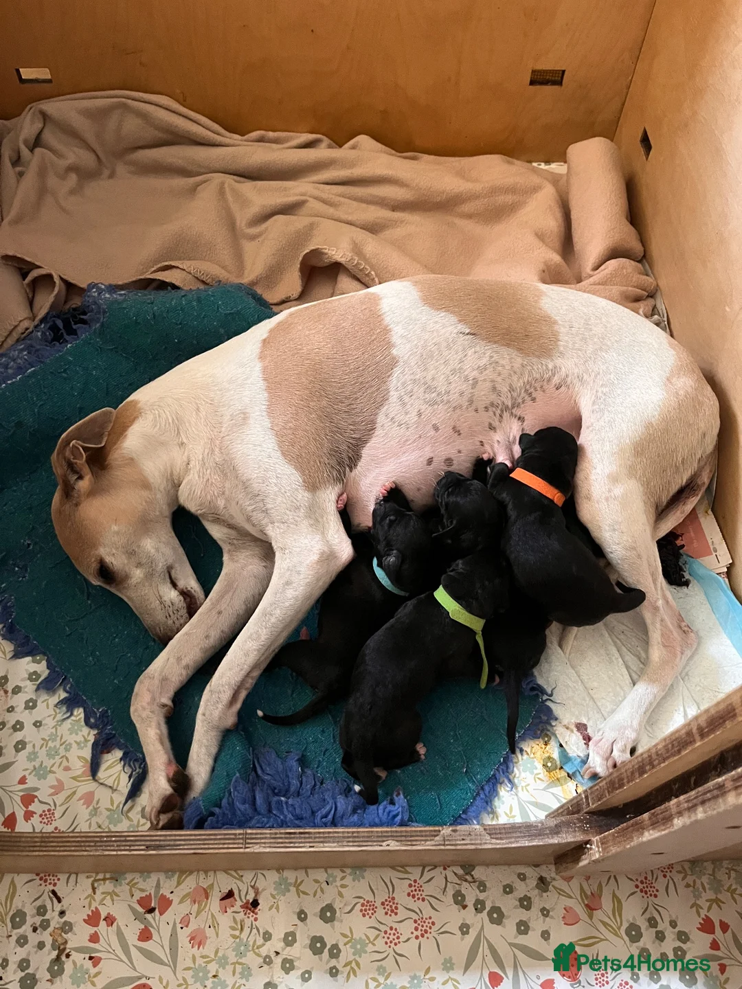 Mixed Breed dogs for sale: Bedlington X Whippet (Whiplingtons) - Advert 1