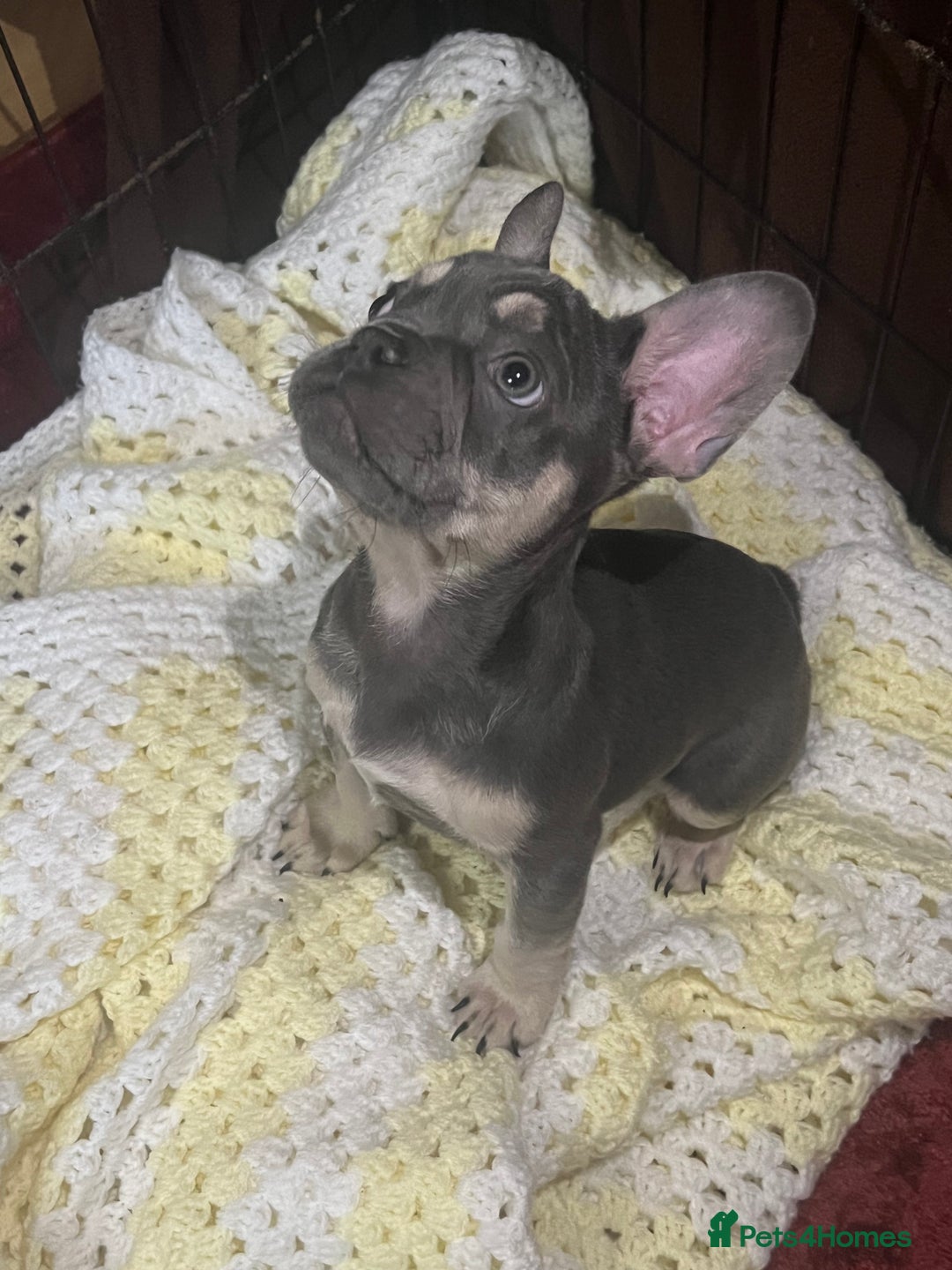 French Bulldog dogs for sale: LAST PUP AVAILABLE  - Image 4