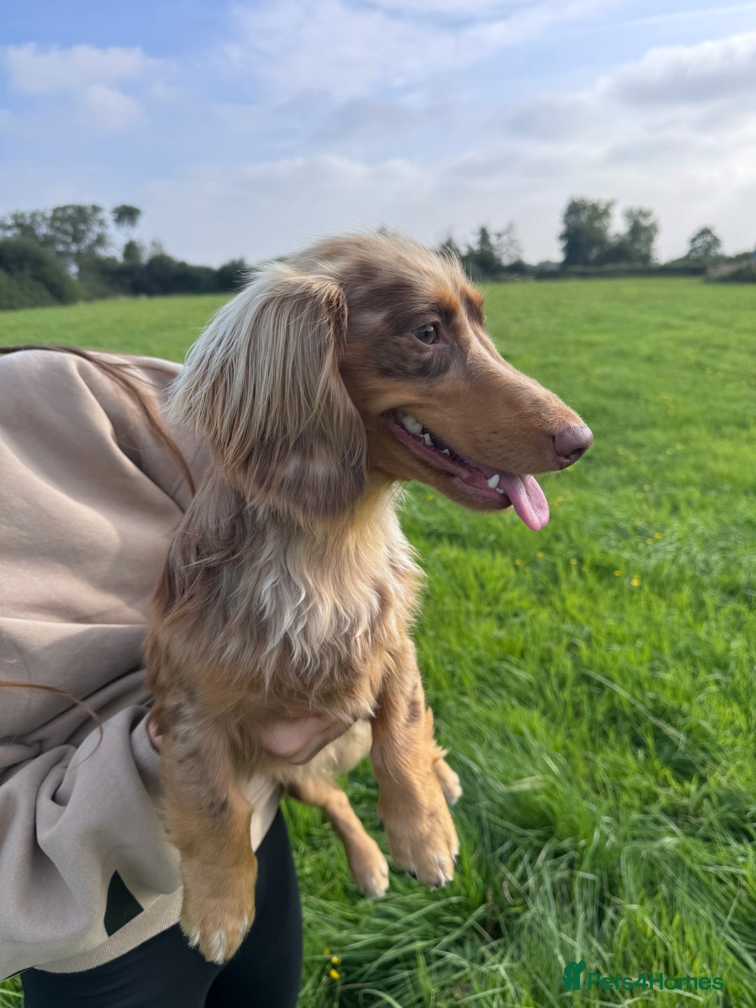Dachshund dogs for stud: Chocolate Dapple Long-Haired Dachshund stud - Image 10
