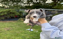 Mixed Breed dogs for sale: Staffordshire bull terrier cross whippet ready now - Image 7