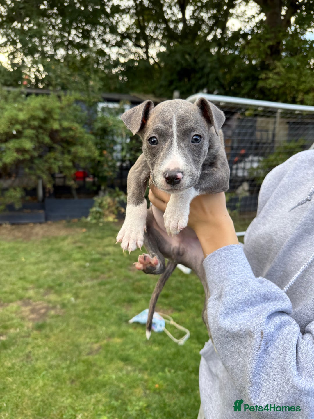 Mixed Breed dogs for sale: Staffordshire bull terrier cross whippet ready now - Image 7