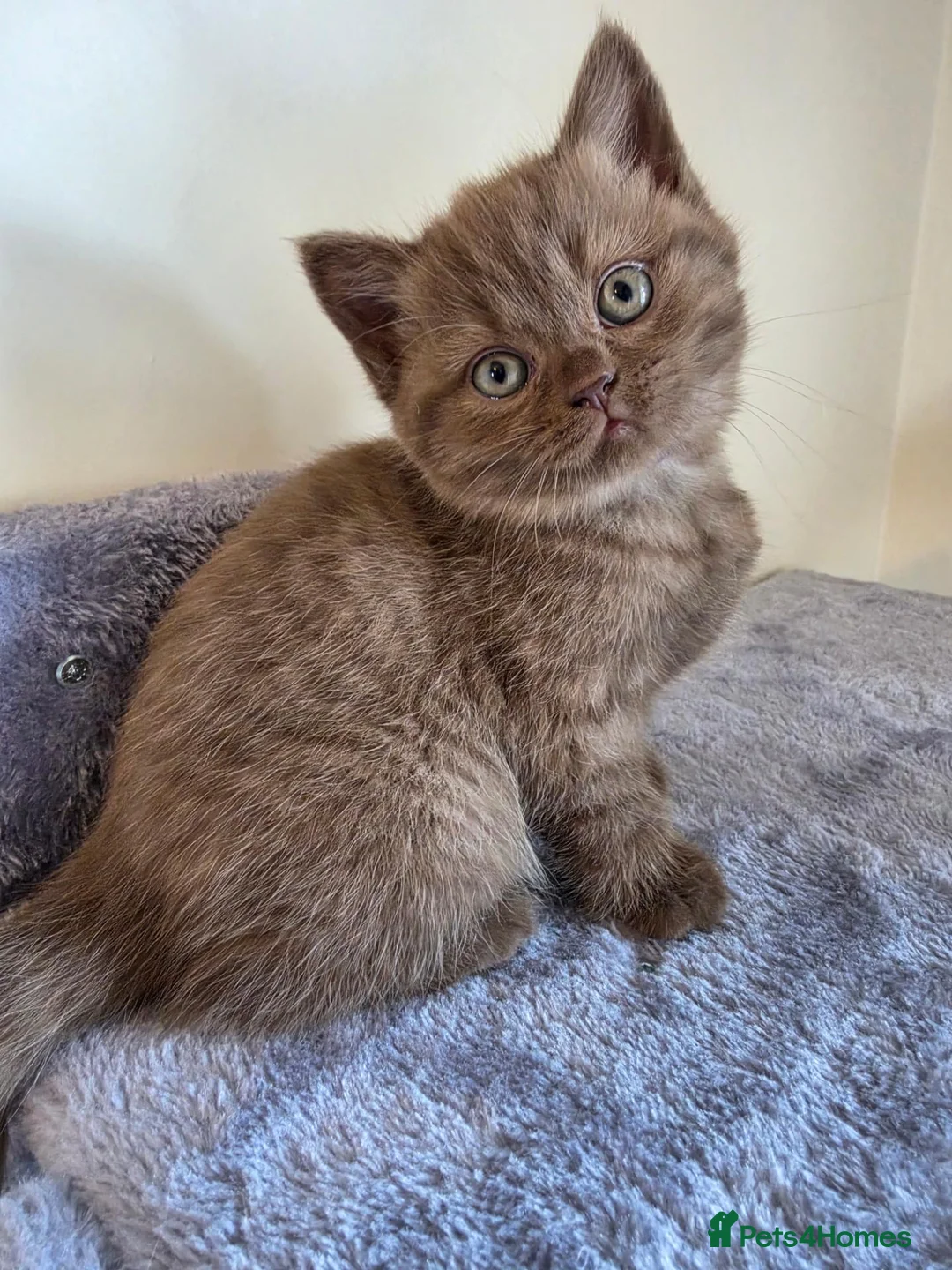 British Shorthair cats for sale: Chocolate BSH Female Kittens | TICA Registered - Advert 1