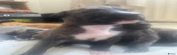 Mixed Breed dogs for sale: Beautiful mixed breed puppies for sale in Durham - Advert 8