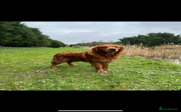 Golden Retriever dogs - Advert 3