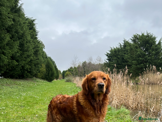 Golden Retriever dogs - Advert 13