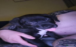 Mixed Breed dogs for sale: 11 week old male staff cross rottie - Image 3