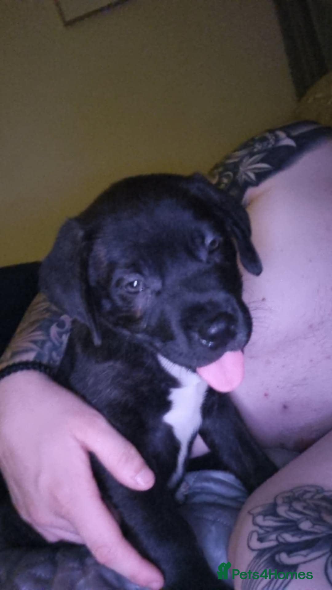 Mixed Breed dogs for sale: 11 week old male staff cross rottie - Image 3