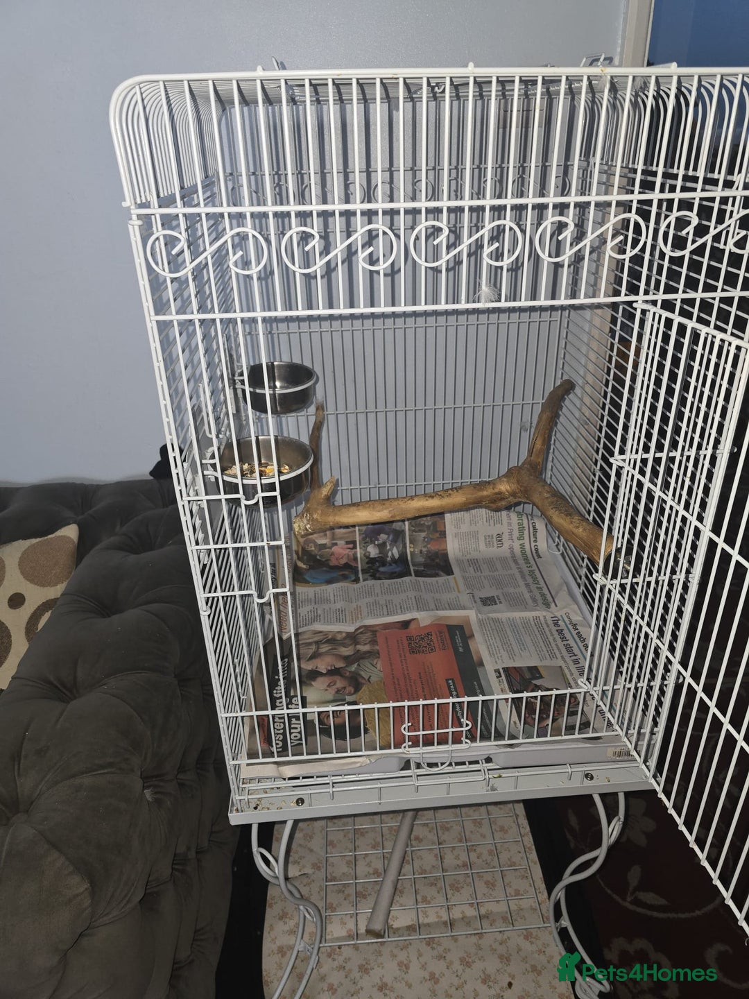 Parakeets birds for sale: Alexandrine Parakeet Baby - Advert 5