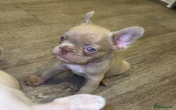 French Bulldog dogs for sale: ‼️ READY TO LEAVE NOW -3 French bulldog pups left! in Ripley - Image 7