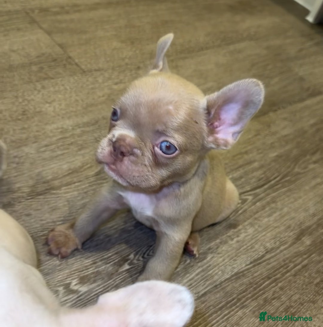 French Bulldog dogs for sale: ‼️ READY TO LEAVE NOW -3 French bulldog pups left! in Ripley - Image 7