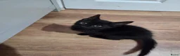 Mixed Breed cats for sale: 4 kittens in Gloucester - Advert 6