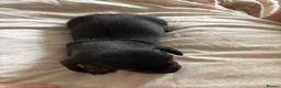 Dachshund dogs for sale: Dachshund puppies - Advert 5