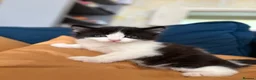 Mixed Breed cats for sale: Friendly Kittens - Advert 3