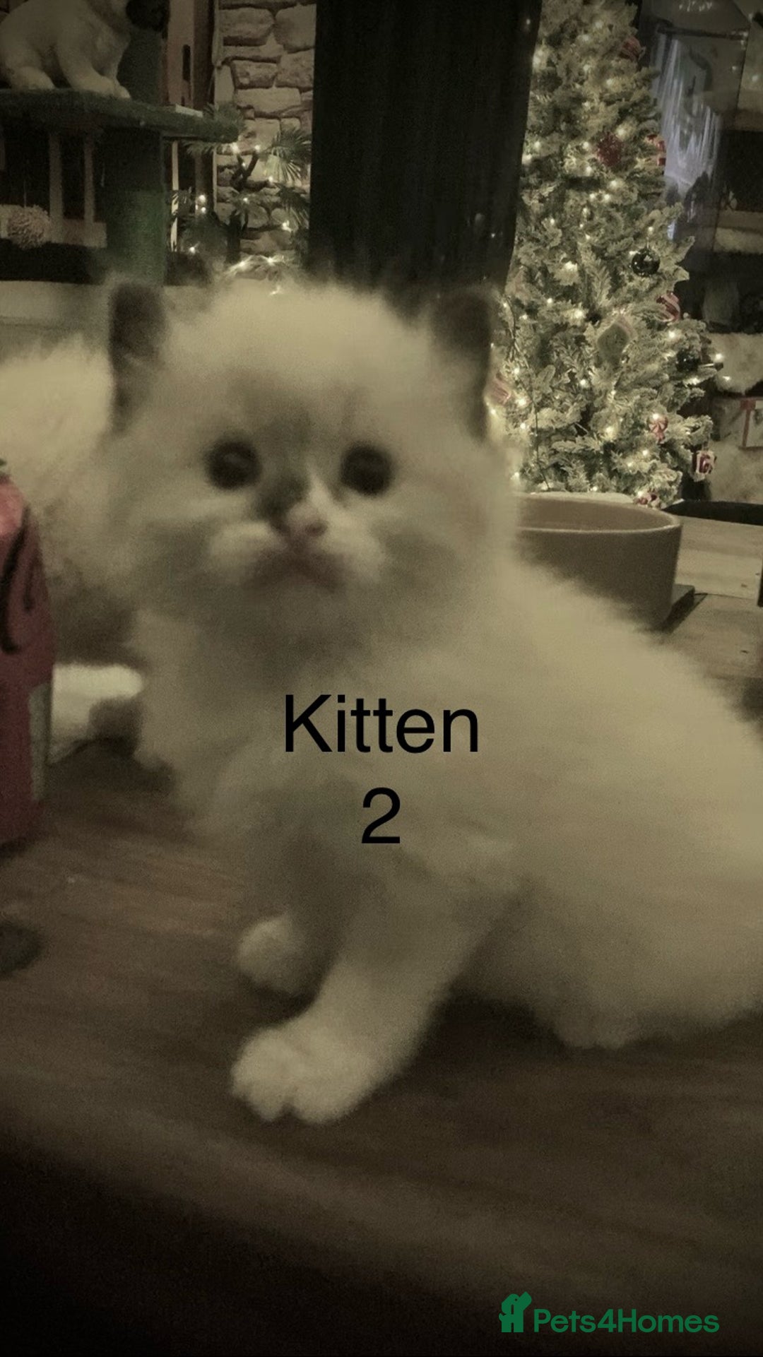 Ragdoll cats for sale: Beautiful Ragdoll kittens, ready now - Advert 4