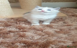 Ragdoll cats for sale: Last beautiful Snowleopard boy available  - Image 10