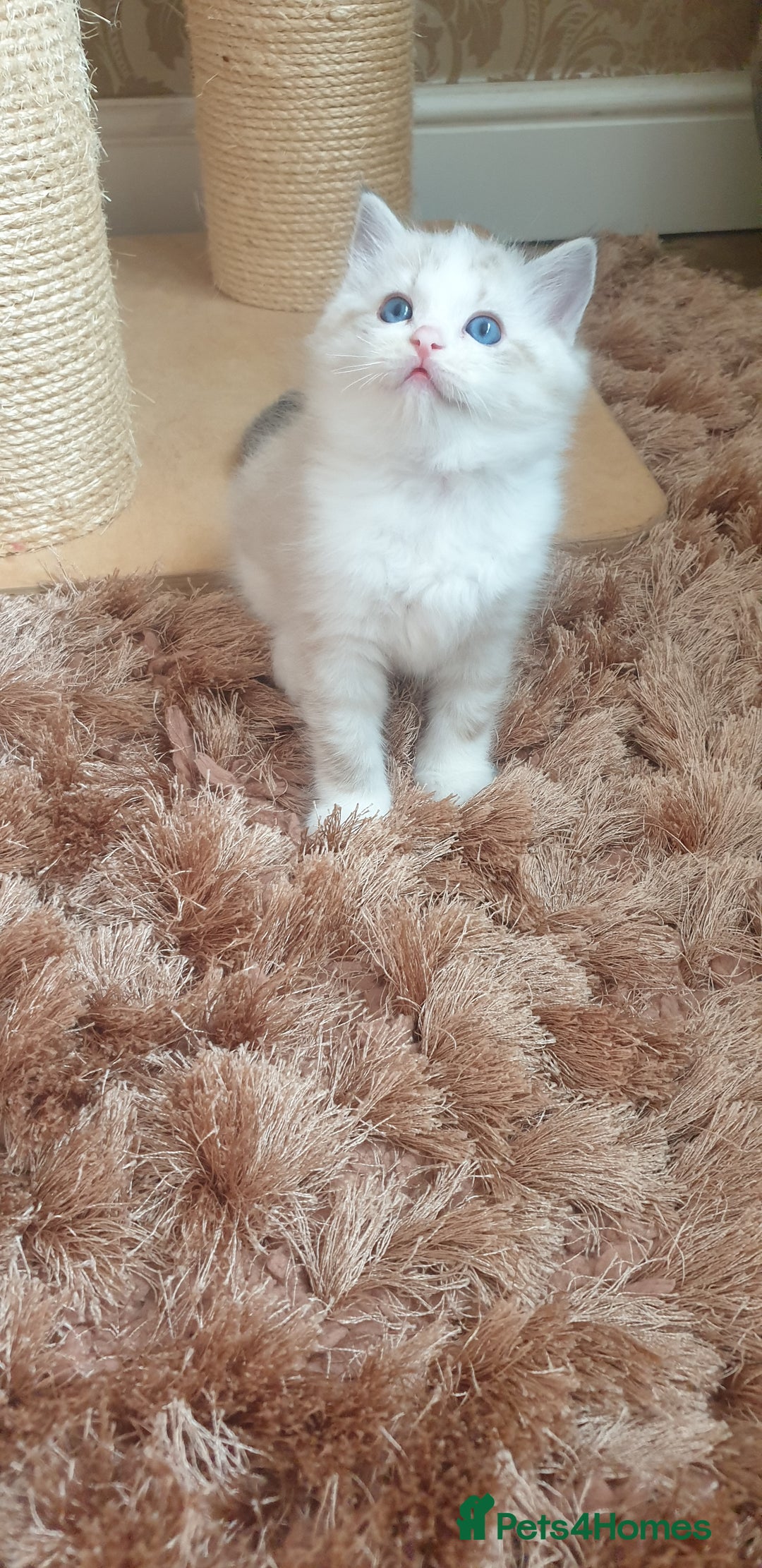 Ragdoll cats for sale: Last beautiful Snowleopard boy available  - Image 10