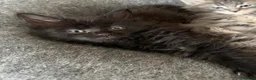 Maine Coon cats for sale: Mainecoon kittens  - Advert 16