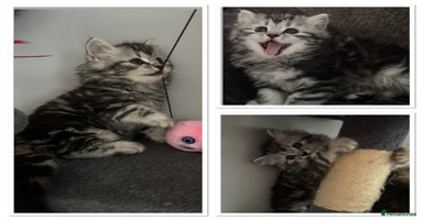 Mixed Breed cats - Advert 7